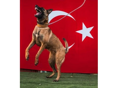 Kral babadan malinois yavrular