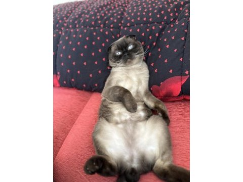 Scottish fold kedimiz