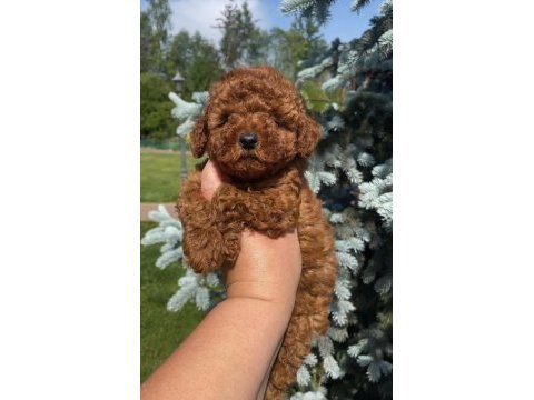 Toy poodle yavruları