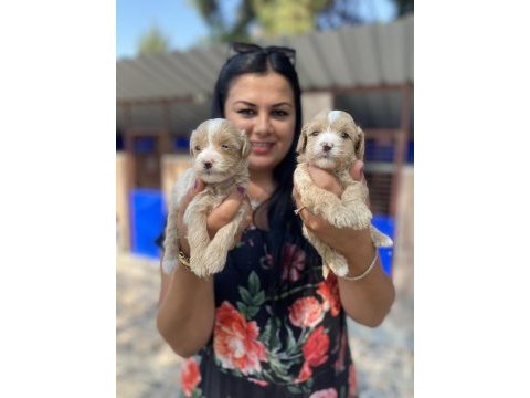 Safkan maltipoo yavrularım