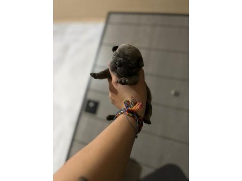 French bulldog yavrularımız