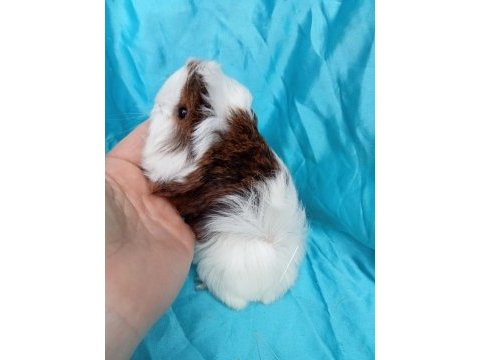 Safkan coronet ginepig yavrularımızı gördünüz mü?