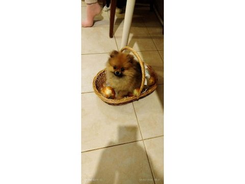 3 aylık pomeranian dişi