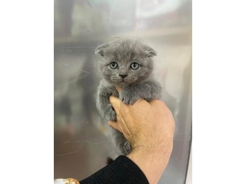 Erkek scottish fold yavru