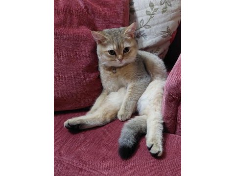 Golden black british shorthair oğlumuza gelin adayı arıyoruz
