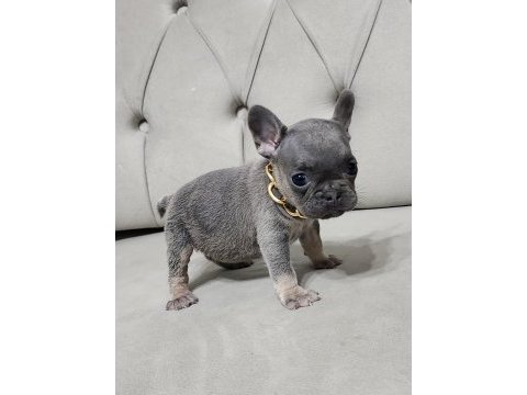 Lilac tan french bulldog dişi yavru micro boy exotic