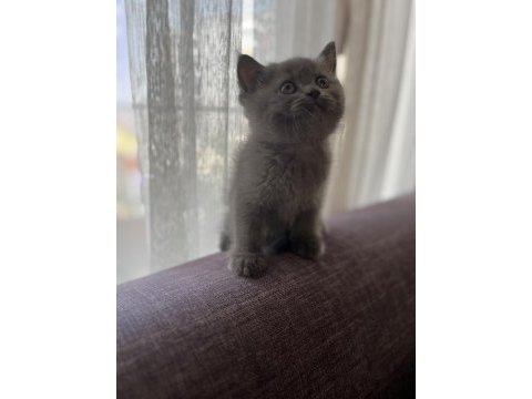 Orjinal ırkta, nadir bulunan bir cins british longhair