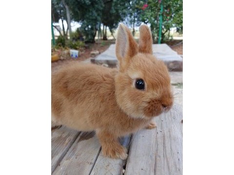 Netherland dwarf cüce tavşan