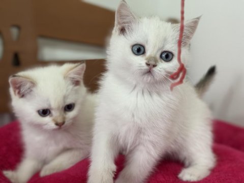 En güzel british shorthair ve longhair yavrular