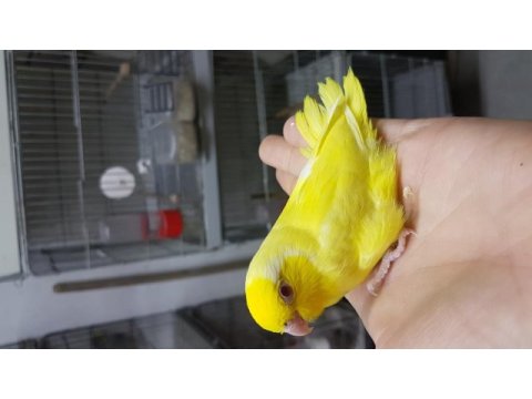 Forpus bebek kuşlar