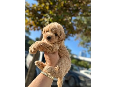 Maltipoo yavrum 55 günlük köpekler