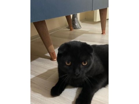 Scottish fold yavru çok güzel akıllı