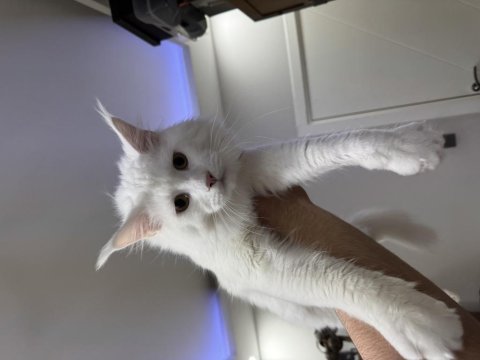Maine coon kedimize acil yuva arıyoruz