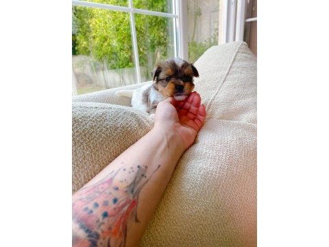 Show kalite tea cup morkie yavrularımız