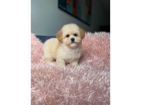 Poodle ayarında f1 maltipoo