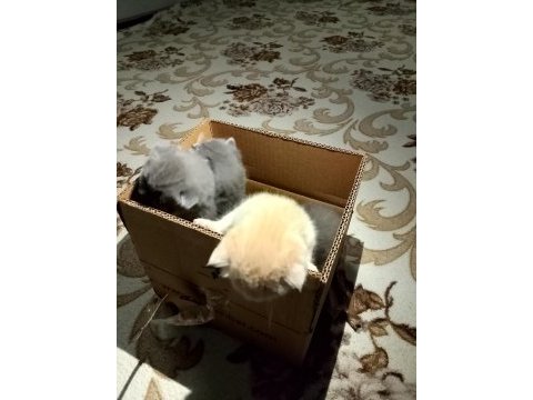 British shorthair yavrularımız yeni sahiplerini bekliyor