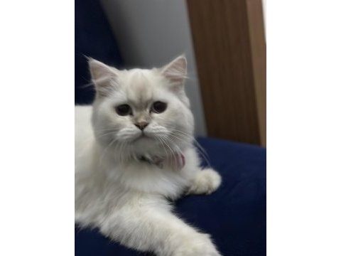 Acill 5 aylık dişi çok acilll açıklama oku
