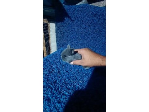 İzmir karabağlar orijinal yavru cüce tavşan
