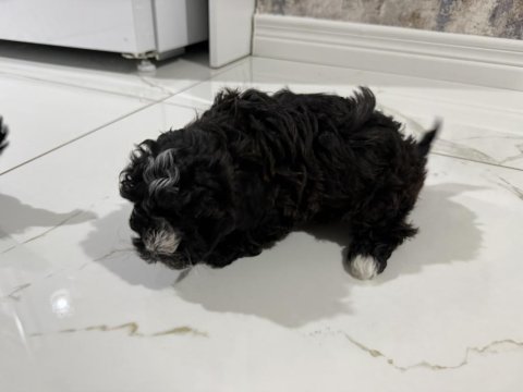 Maltipoo yavruları 2 aylık