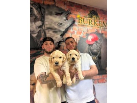 Burkem çiftliğimizden golden retriever dostunuz