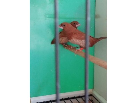 Yarışma vasıflı kızıl mokka ispinoz çiftler
