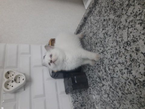 3 british shorthair yavrumuz yeni yuvasına gitmeye hazır
