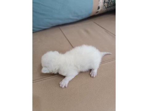 Safkan blue point 30 günlük beyaz british shorthair