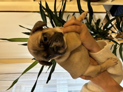 Akıllı french bulldog yavrular