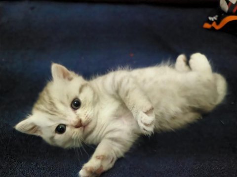 2 adet longhair kedimiz