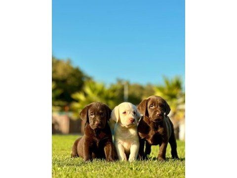 Labrador retrıever yavruları ıstanbul 