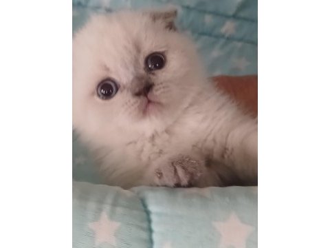 40 günlük evimizin scottish fold yavruları