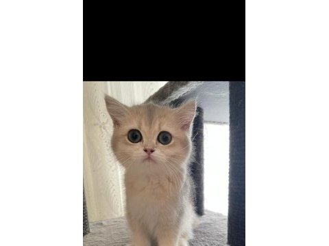 Show kalite lilac golden british shorthair yavrular