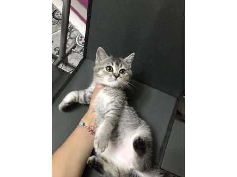 British yavru kedi