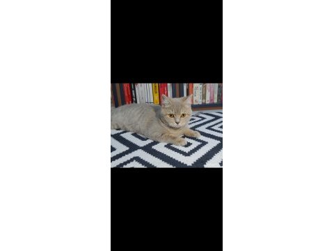 British shorthair uysal 4 yaşında dişi
