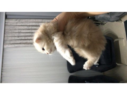 Chinchilla 2 erkek yavru