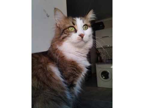 4 yaşında kısır dişi kedimiz acil yuva arıyor
