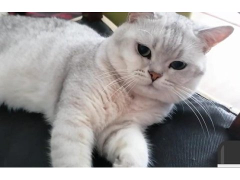 Yakışıklı british shorthair oğluma gelin aranıyor