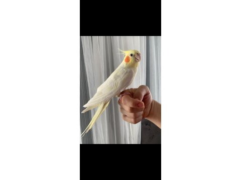 Erkek sultan papağanı lutino