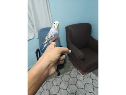 Yavru muhabbet kuşu