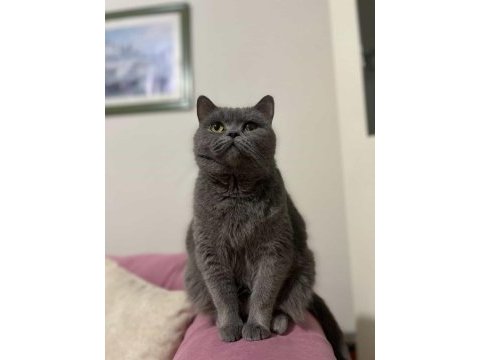 Ücretsiz sahiplendirme dişi british shorthair