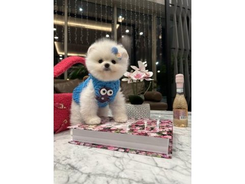 Ayı surat pomeranian bebeğim olaf