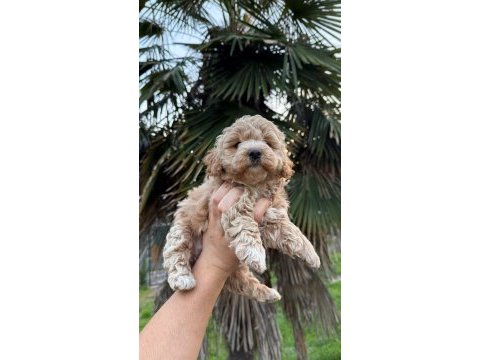 Kore maltipoo