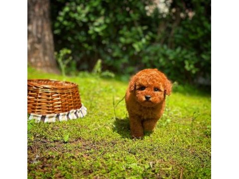 Toy poodle yavrular aynı gün gönderim kapıda ödeme