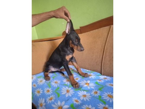 A++ kaliteli doberman 1 erkek 1 dişi yavru