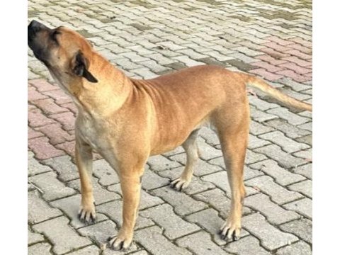 5 yaşında sakin kısır dişi çipli presa canario