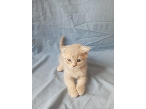 British creamy lilac ve silver british shorthair yavrular