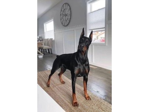 Düşmana korku salan doberman ejderler