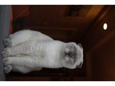 Scottish fold oğluma eş arıyorum