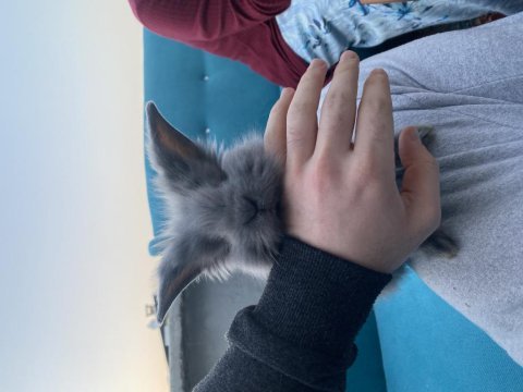 Hollanda lop cins tavşanlar yavru ve anaç