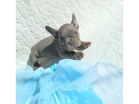 Güzeller güzeli french bulldog bebeklerimiz
